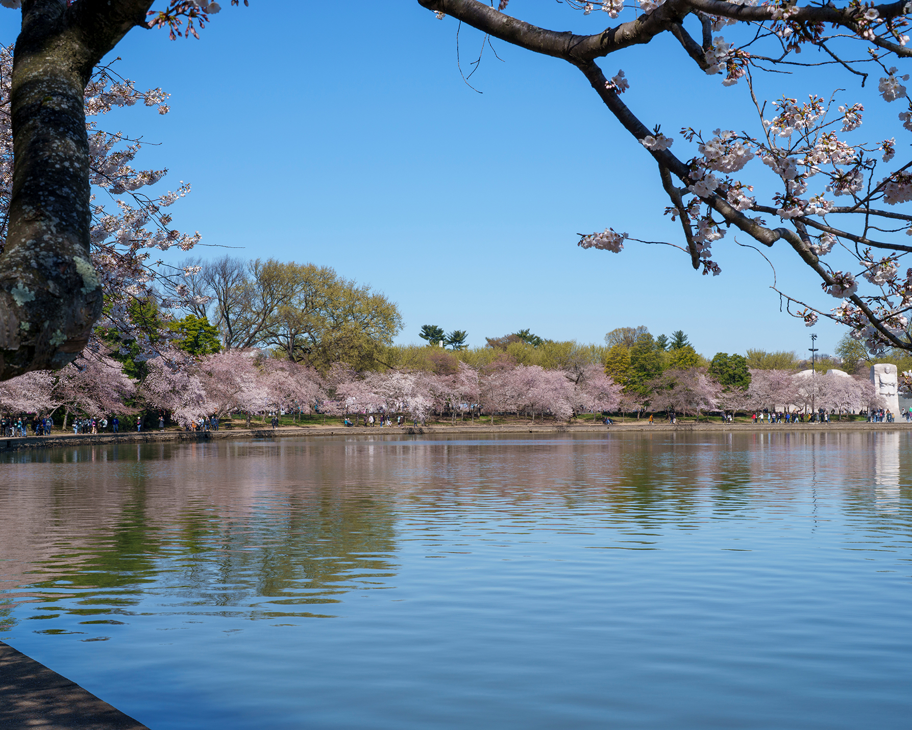 Cherry Blossom Festival